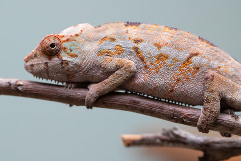 Holdbacks/Individuals: Ambanja Offspring from "Midnight Rider" x "Small Fry" - Hatched: June - July 25' - Female #1