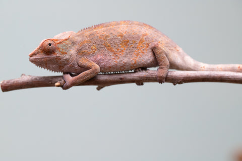 Holdbacks/Individuals: Ambanja Offspring from "Midnight Rider" x "Small Fry" - Hatched: June - July 25' - Female #1