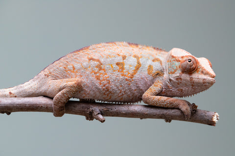 Holdbacks/Individuals: Ambanja Offspring from "Midnight Rider" x "Small Fry" - Hatched: June - July 25' - Female #1