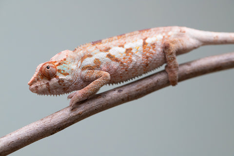 Holdbacks/Individuals: Ambanja Offspring from "Midnight Rider" x "Small Fry" - Hatched: June - July 25' - Female #1