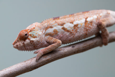 Holdbacks/Individuals: Ambanja Offspring from "Midnight Rider" x "Small Fry" - Hatched: June - July 25' - Female #1