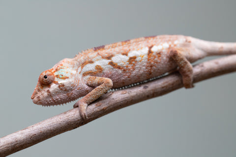 Holdbacks/Individuals: Ambanja Offspring from "Midnight Rider" x "Small Fry" - Hatched: June - July 25' - Female #1