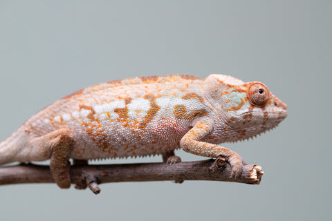 Holdbacks/Individuals: Ambanja Offspring from "Midnight Rider" x "Small Fry" - Hatched: June - July 25' - Female #1