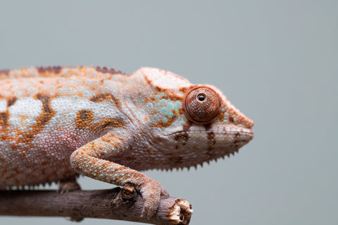 Holdbacks/Individuals: Ambanja Offspring from "Midnight Rider" x "Small Fry" - Hatched: June - July 25' - Female #1