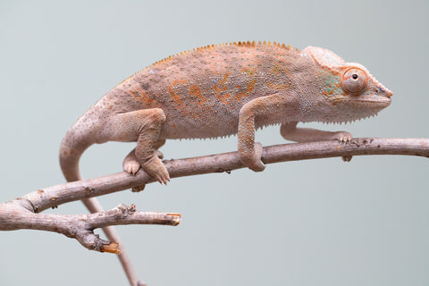 Holdbacks/Individuals: Ambanja Offspring from "Midnight Rider" x "Small Fry" - Hatched: June - July 25' - Female #2