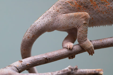 Holdbacks/Individuals: Ambanja Offspring from "Midnight Rider" x "Small Fry" - Hatched: June - July 25' - Female #2