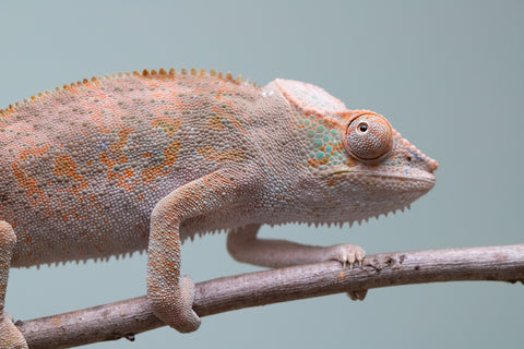 Holdbacks/Individuals: Ambanja Offspring from "Midnight Rider" x "Small Fry" - Hatched: June - July 25' - Female #2