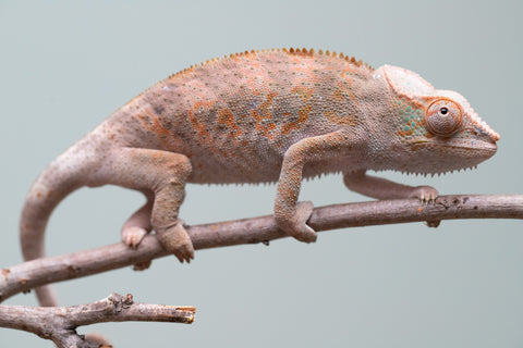 Holdbacks/Individuals: Ambanja Offspring from "Midnight Rider" x "Small Fry" - Hatched: June - July 25' - Female #2