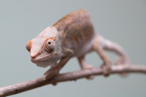 Holdbacks/Individuals: Ambanja Offspring from "Midnight Rider" x "Small Fry" - Hatched: June - July 25' - Female #2