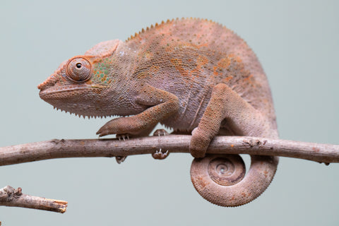 Holdbacks/Individuals: Ambanja Offspring from "Midnight Rider" x "Small Fry" - Hatched: June - July 25' - Female #2