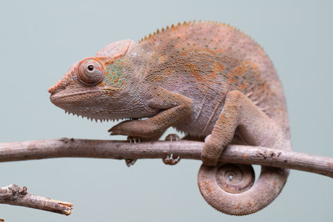 Holdbacks/Individuals: Ambanja Offspring from "Midnight Rider" x "Small Fry" - Hatched: June - July 25' - Female #2