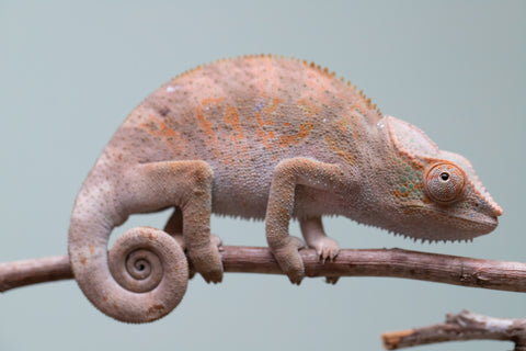 Holdbacks/Individuals: Ambanja Offspring from "Midnight Rider" x "Small Fry" - Hatched: June - July 25' - Female #2