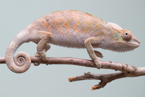 Holdbacks/Individuals: Ambanja Offspring from "Midnight Rider" x "Small Fry" - Hatched: June - July 25' - Female #2