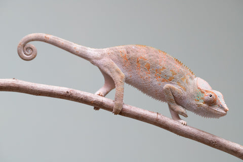 Holdbacks/Individuals: Ambanja Offspring from "Midnight Rider" x "Small Fry" - Hatched: June - July 25' - Female #2