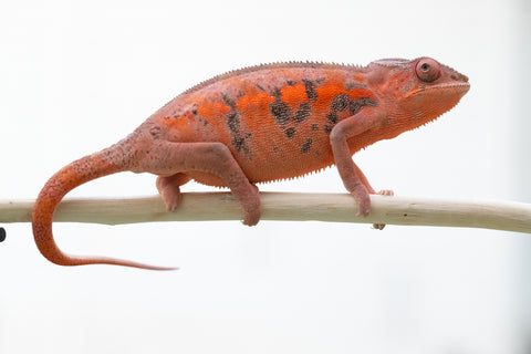 Holdbacks/Individuals: Ambilobe offspring from "Midorehitra-mpanjaka" (Crimson King) x "Safo-drano" (AKA Deluge) - Hatched June 2024 - Female #1