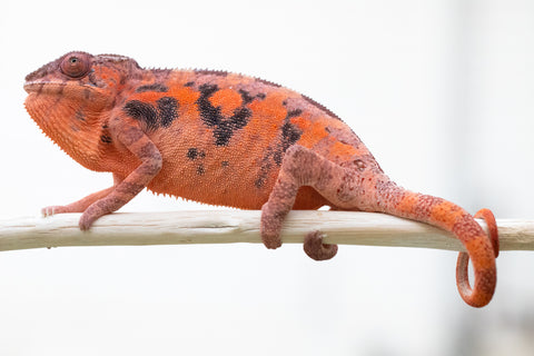 Holdbacks/Individuals: Ambilobe offspring from "Midorehitra-mpanjaka" (Crimson King) x "Safo-drano" (AKA Deluge) - Hatched June 2024 - Female #1