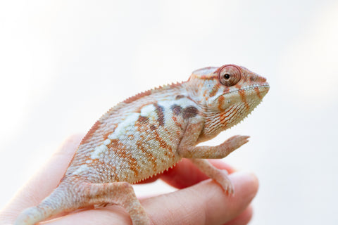 Holdbacks/Individuals: Ambilobe offspring from "Mimona-Fredy" (AKA Ready Freddy) x "Dibera-kaopy" (AKA Buttercup) - Hatched August 24' - Female #1