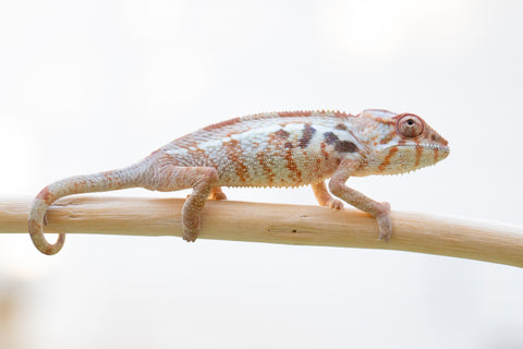 Holdbacks/Individuals: Ambilobe offspring from "Mimona-Fredy" (AKA Ready Freddy) x "Dibera-kaopy" (AKA Buttercup) - Hatched August 24' - Female #1