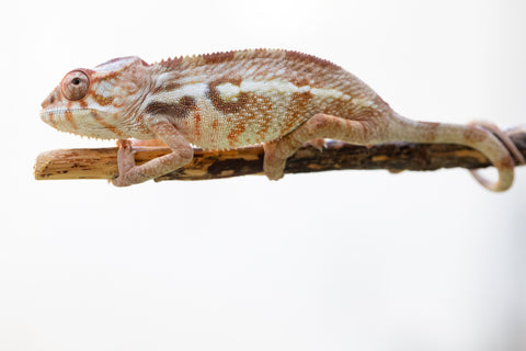 Holdbacks/Individuals: Ambilobe offspring from "Mimona-Fredy" (AKA Ready Freddy) x "Dibera-kaopy" (AKA Buttercup) - Hatched August 24' - Female #1