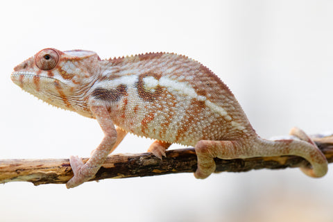 Holdbacks/Individuals: Ambilobe offspring from "Mimona-Fredy" (AKA Ready Freddy) x "Dibera-kaopy" (AKA Buttercup) - Hatched August 24' - Female #1