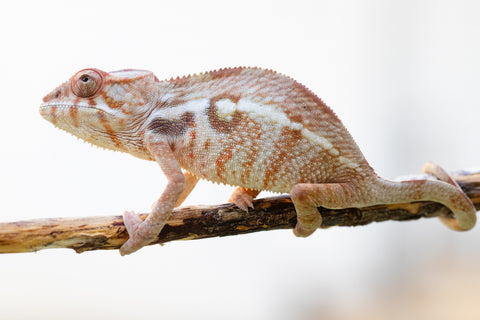 Holdbacks/Individuals: Ambilobe offspring from "Mimona-Fredy" (AKA Ready Freddy) x "Dibera-kaopy" (AKA Buttercup) - Hatched August 24' - Female #1