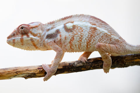 Holdbacks/Individuals: Ambilobe offspring from "Mimona-Fredy" (AKA Ready Freddy) x "Dibera-kaopy" (AKA Buttercup) - Hatched August 24' - Female #1