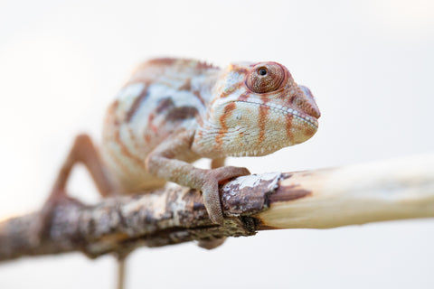 Holdbacks/Individuals: Ambilobe offspring from "Mimona-Fredy" (AKA Ready Freddy) x "Dibera-kaopy" (AKA Buttercup) - Hatched August 24' - Female #1