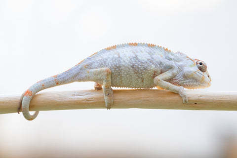 Holdbacks/Individuals: Ambilobe offspring from "Mimona-Fredy" (AKA Ready Freddy) x "Dibera-kaopy" (AKA Buttercup) - Hatched August 24' - Male #1