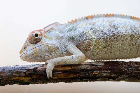 Holdbacks/Individuals: Ambilobe offspring from "Mimona-Fredy" (AKA Ready Freddy) x "Dibera-kaopy" (AKA Buttercup) - Hatched August 24' - Male #1