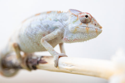 Holdbacks/Individuals: Ambilobe offspring from "Mimona-Fredy" (AKA Ready Freddy) x "Dibera-kaopy" (AKA Buttercup) - Hatched August 24' - Male #1