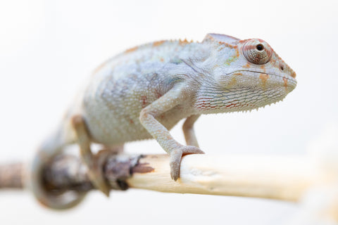 Holdbacks/Individuals: Ambilobe offspring from "Mimona-Fredy" (AKA Ready Freddy) x "Dibera-kaopy" (AKA Buttercup) - Hatched August 24' - Male #1