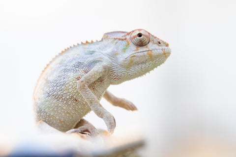 Holdbacks/Individuals: Ambilobe offspring from "Mimona-Fredy" (AKA Ready Freddy) x "Dibera-kaopy" (AKA Buttercup) - Hatched August 24' - Male #1