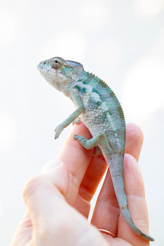 Holdbacks/Individuals: Ambilobe offspring from "Mimona-Fredy" (AKA Ready Freddy) x "Dibera-kaopy" (AKA Buttercup) - Hatched August 24' - Male #2