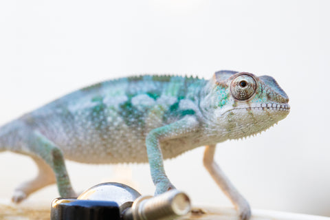 Holdbacks/Individuals: Ambilobe offspring from "Mimona-Fredy" (AKA Ready Freddy) x "Dibera-kaopy" (AKA Buttercup) - Hatched August 24' - Male #2