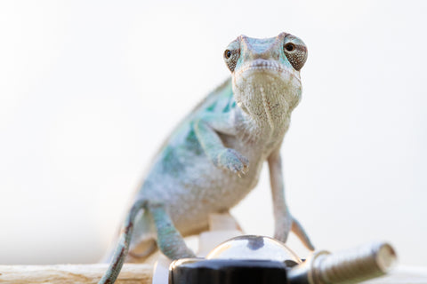 Holdbacks/Individuals: Ambilobe offspring from "Mimona-Fredy" (AKA Ready Freddy) x "Dibera-kaopy" (AKA Buttercup) - Hatched August 24' - Male #2