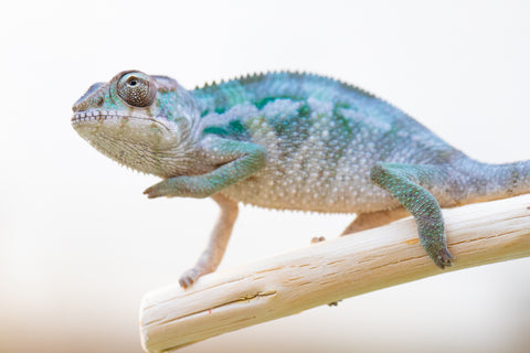 Holdbacks/Individuals: Ambilobe offspring from "Mimona-Fredy" (AKA Ready Freddy) x "Dibera-kaopy" (AKA Buttercup) - Hatched August 24' - Male #2