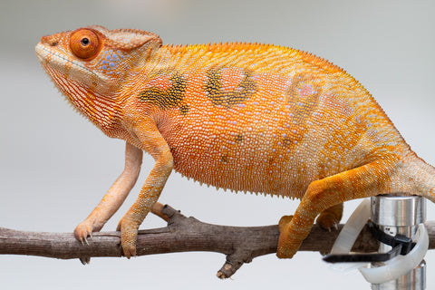 Holdbacks/Individuals: Ambilobe offspring from "Mimona-Fredy" (AKA Ready Freddy) x "Tolatra" (AKA Gift) - Hatched Feb/March - Female #1