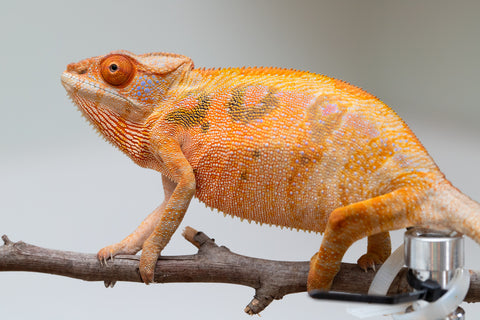 Holdbacks/Individuals: Ambilobe offspring from "Mimona-Fredy" (AKA Ready Freddy) x "Tolatra" (AKA Gift) - Hatched Feb/March - Female #1