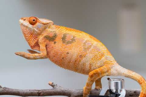 Holdbacks/Individuals: Ambilobe offspring from "Mimona-Fredy" (AKA Ready Freddy) x "Tolatra" (AKA Gift) - Hatched Feb/March - Female #1