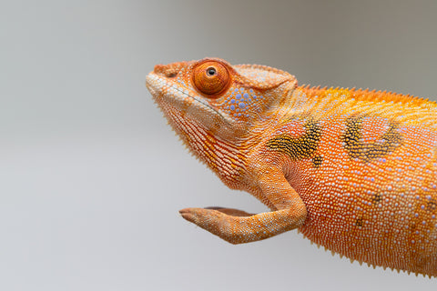 Holdbacks/Individuals: Ambilobe offspring from "Mimona-Fredy" (AKA Ready Freddy) x "Tolatra" (AKA Gift) - Hatched Feb/March - Female #1