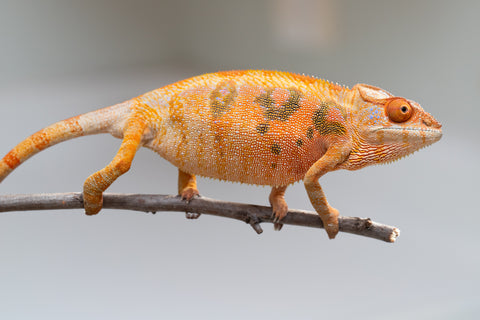 Holdbacks/Individuals: Ambilobe offspring from "Mimona-Fredy" (AKA Ready Freddy) x "Tolatra" (AKA Gift) - Hatched Feb/March - Female #1