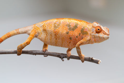 Holdbacks/Individuals: Ambilobe offspring from "Mimona-Fredy" (AKA Ready Freddy) x "Tolatra" (AKA Gift) - Hatched Feb/March - Female #1