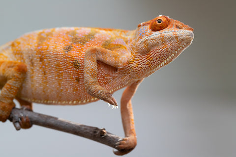 Holdbacks/Individuals: Ambilobe offspring from "Mimona-Fredy" (AKA Ready Freddy) x "Tolatra" (AKA Gift) - Hatched Feb/March - Female #1