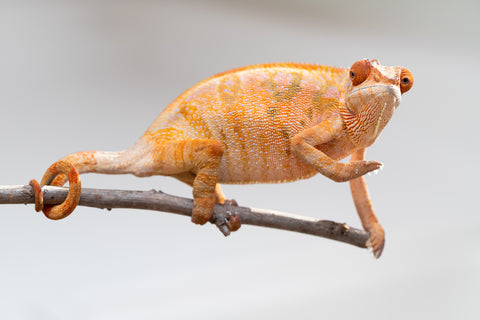 Holdbacks/Individuals: Ambilobe offspring from "Mimona-Fredy" (AKA Ready Freddy) x "Tolatra" (AKA Gift) - Hatched Feb/March - Female #1