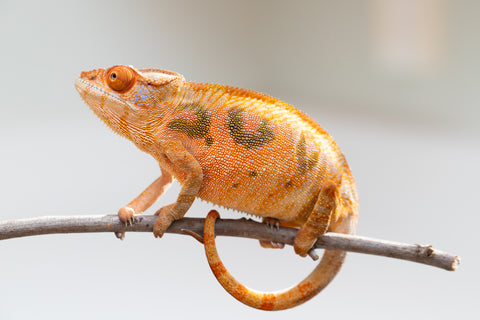 Holdbacks/Individuals: Ambilobe offspring from "Mimona-Fredy" (AKA Ready Freddy) x "Tolatra" (AKA Gift) - Hatched Feb/March - Female #1