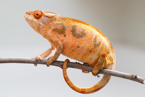 Holdbacks/Individuals: Ambilobe offspring from "Mimona-Fredy" (AKA Ready Freddy) x "Tolatra" (AKA Gift) - Hatched Feb/March - Female #1