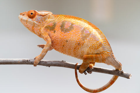 Holdbacks/Individuals: Ambilobe offspring from "Mimona-Fredy" (AKA Ready Freddy) x "Tolatra" (AKA Gift) - Hatched Feb/March - Female #1