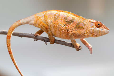 Holdbacks/Individuals: Ambilobe offspring from "Mimona-Fredy" (AKA Ready Freddy) x "Tolatra" (AKA Gift) - Hatched Feb/March - Female #1