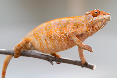 Holdbacks/Individuals: Ambilobe offspring from "Mimona-Fredy" (AKA Ready Freddy) x "Tolatra" (AKA Gift) - Hatched Feb/March - Female #1