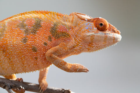 Holdbacks/Individuals: Ambilobe offspring from "Mimona-Fredy" (AKA Ready Freddy) x "Tolatra" (AKA Gift) - Hatched Feb/March - Female #1